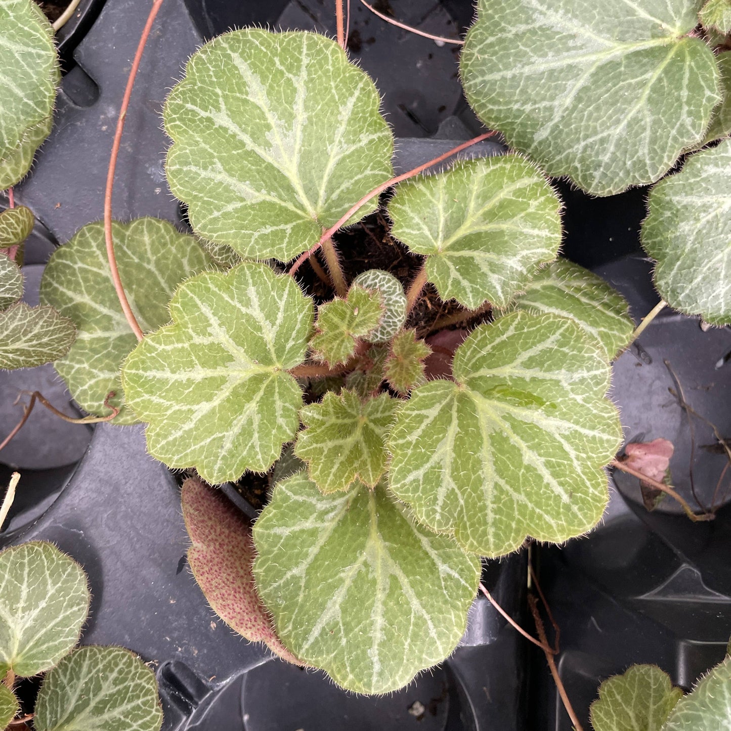 Strawberry Begonia - 4"