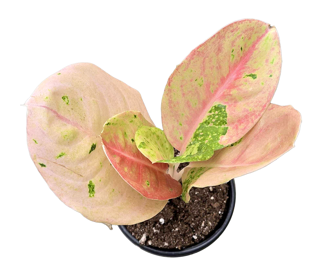 Aglaonema Pink Emerald 4 inch Grower Pot