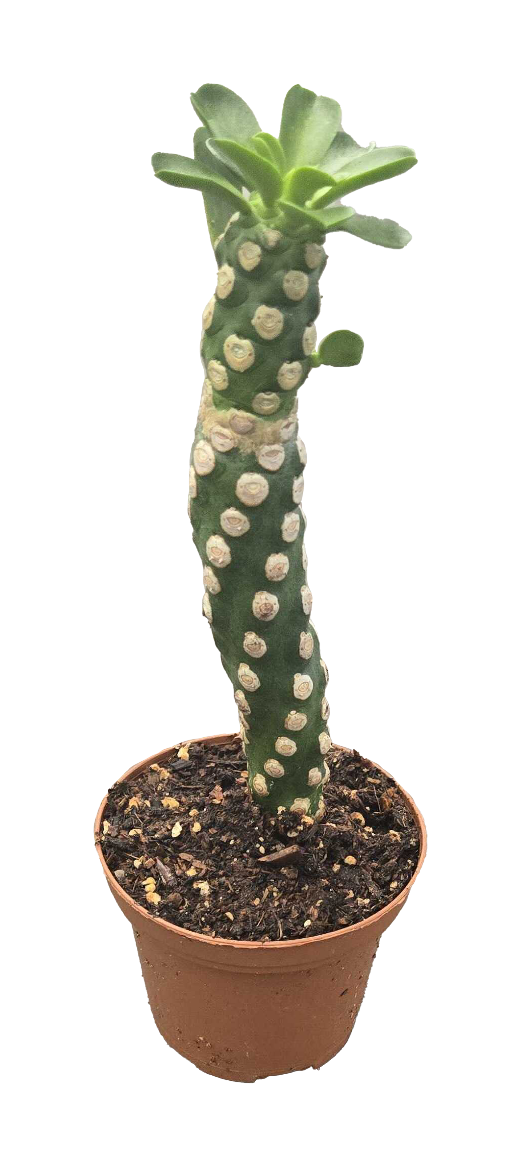Euphorbia Royleana Boiss 3 inch Grower Pot
