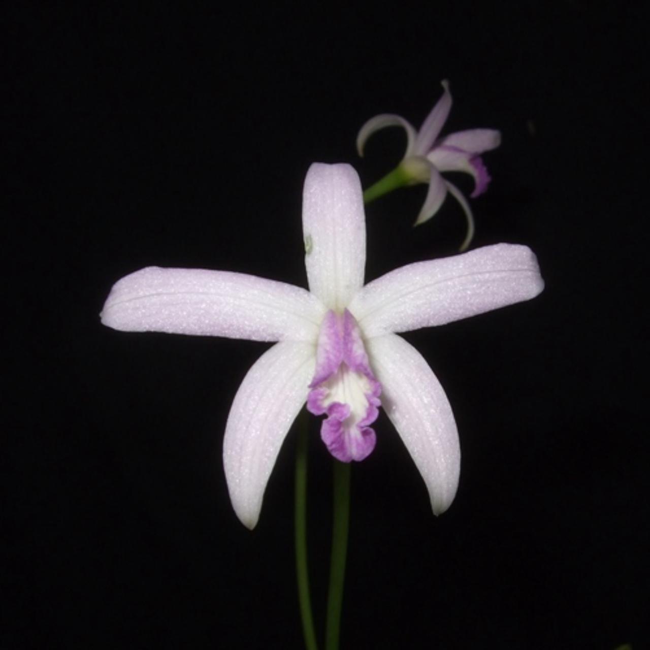 Cattleya caulescens f. coerulea