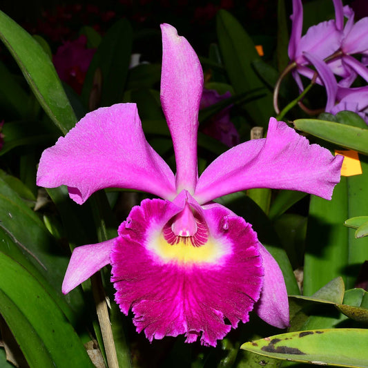 Rhyncholaeliocattleya Ecuagenera Elegant Pamela