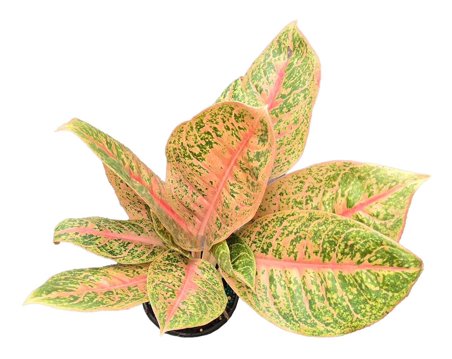 Aglaonema Harley Queen 4 inch Grower Pot