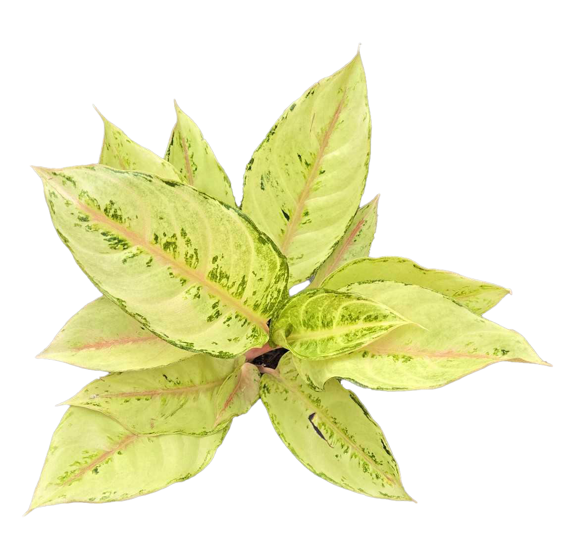 Aglaonema Lucky 4 inch Grower Pot