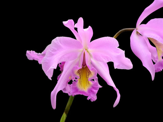 Laeliocattleya Denisii