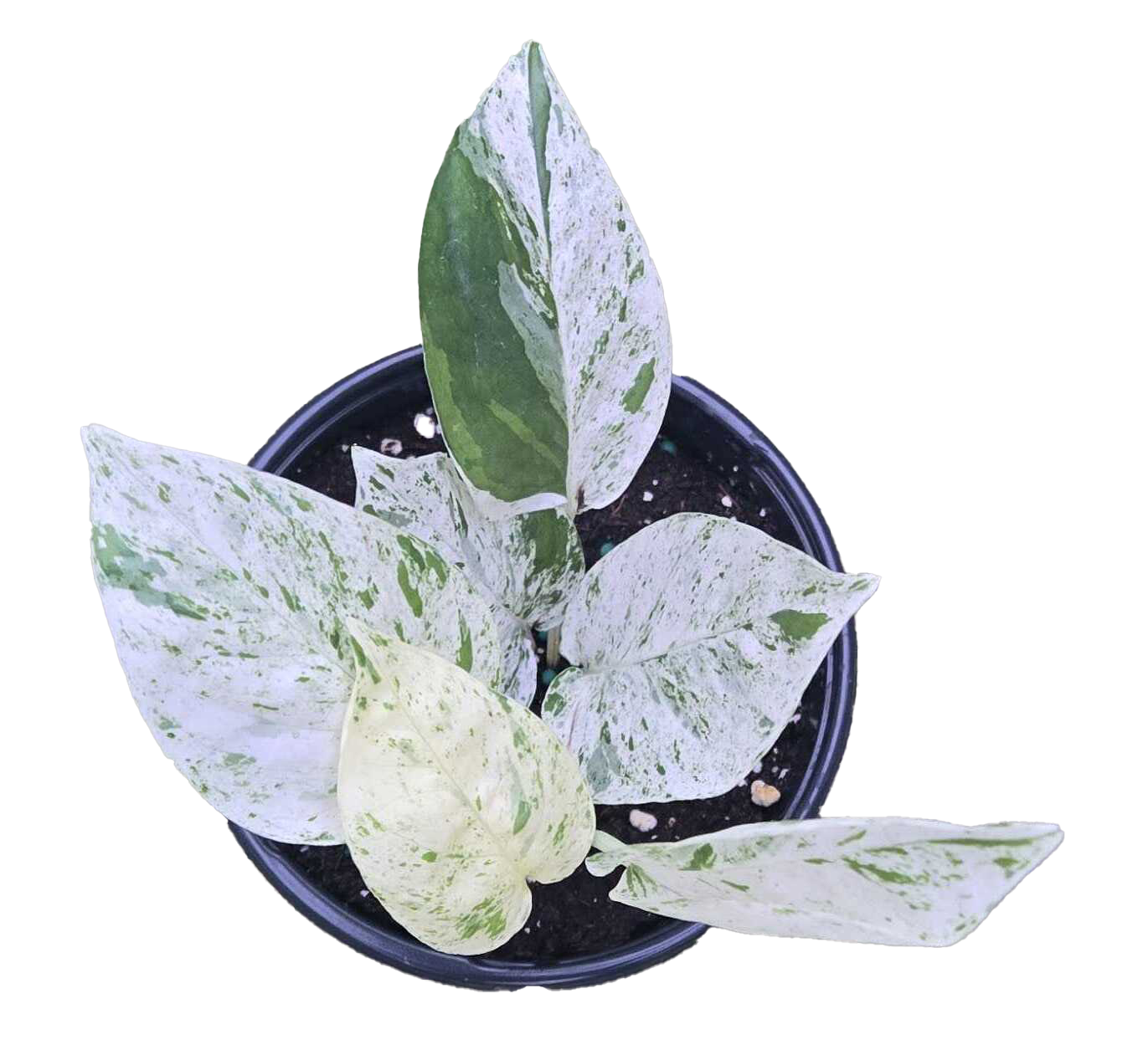 Epipremnum Marble 4 inch Grower Pot