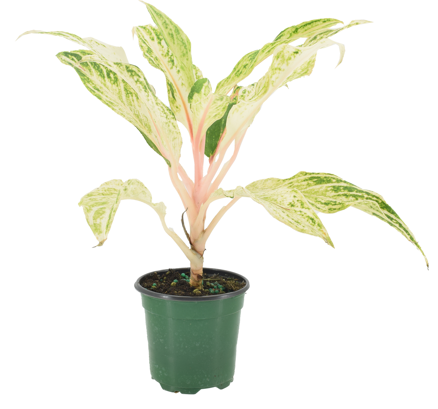 Aglaonema White Panama 4 inch Grower Pot
