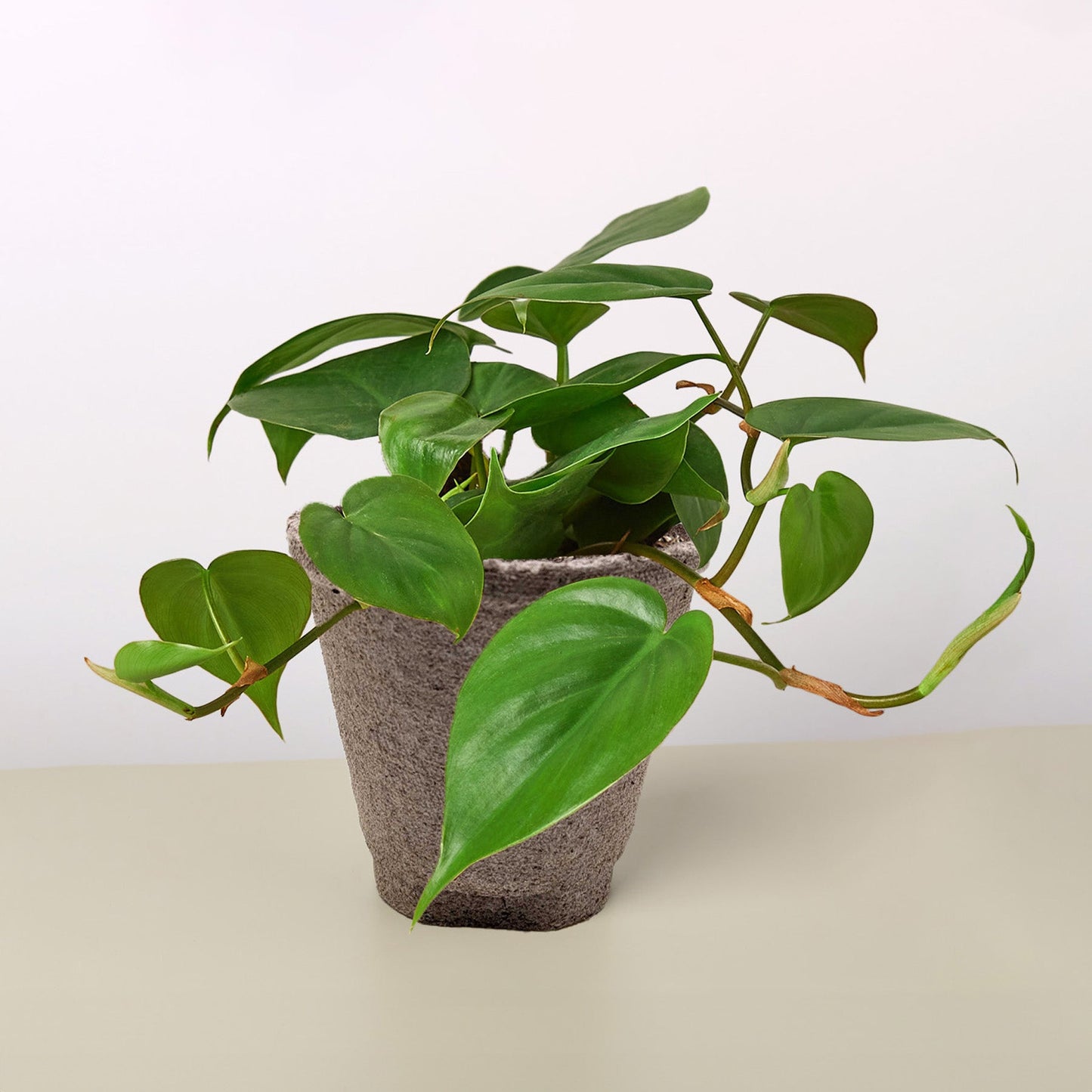 Philodendron Cordatum 'Heartleaf'