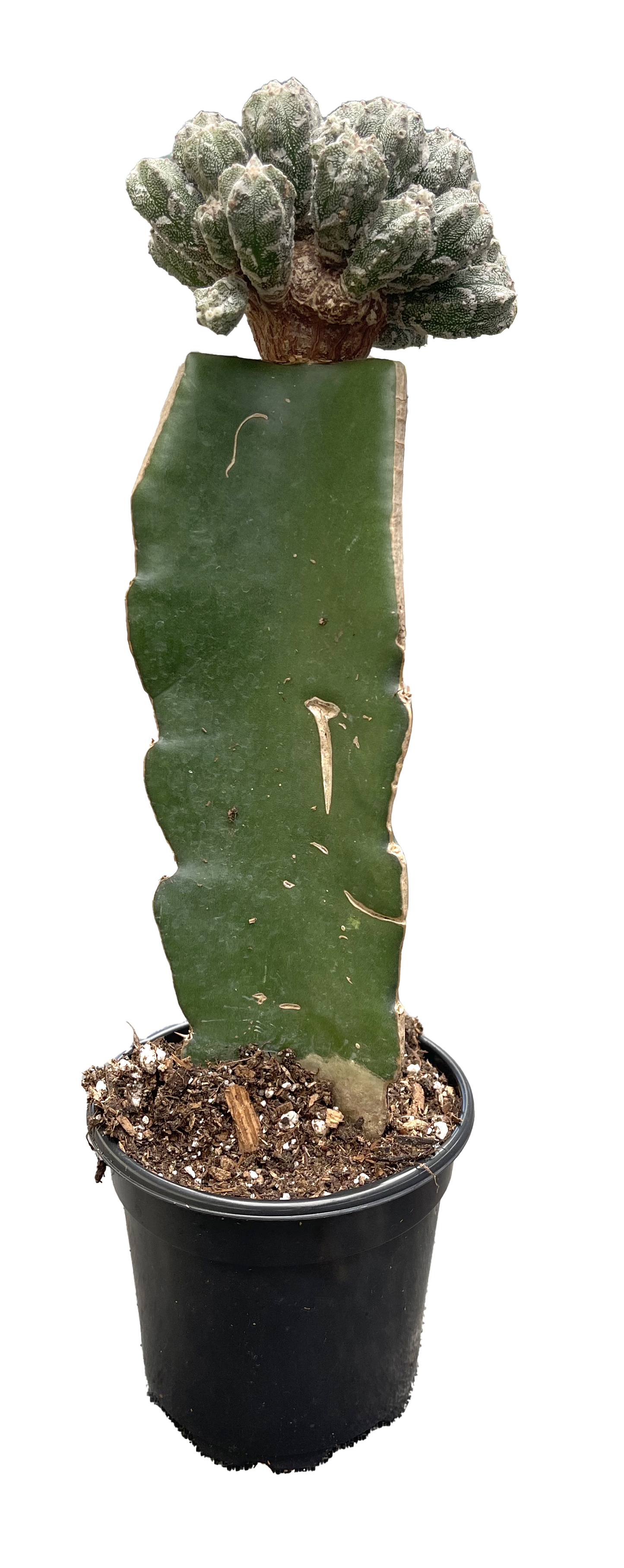 Cactus Myriostigma Multi Head 4 inch Grower Pot
