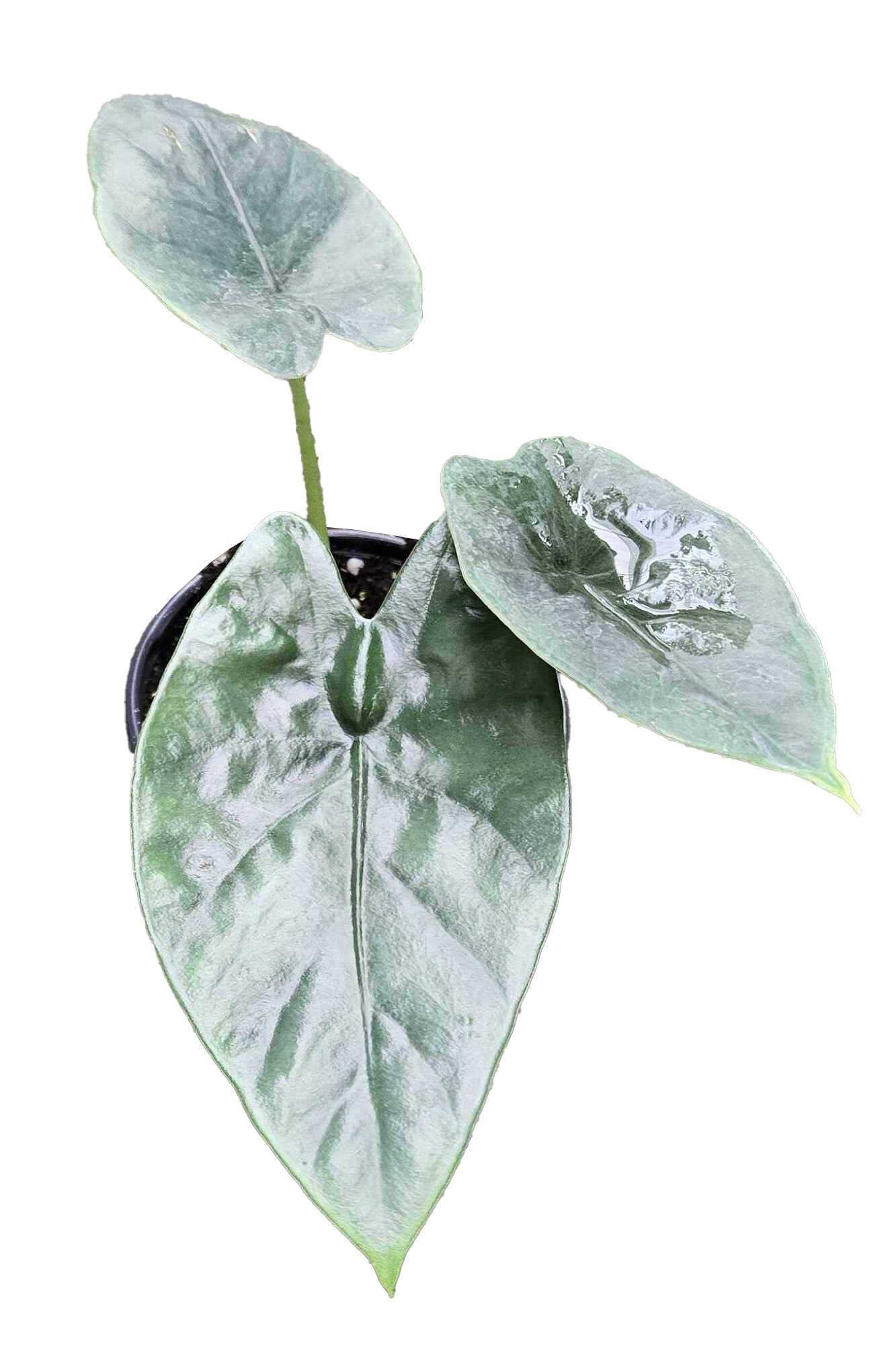 Alocasia Lukiwan 4 inch Grower Pot