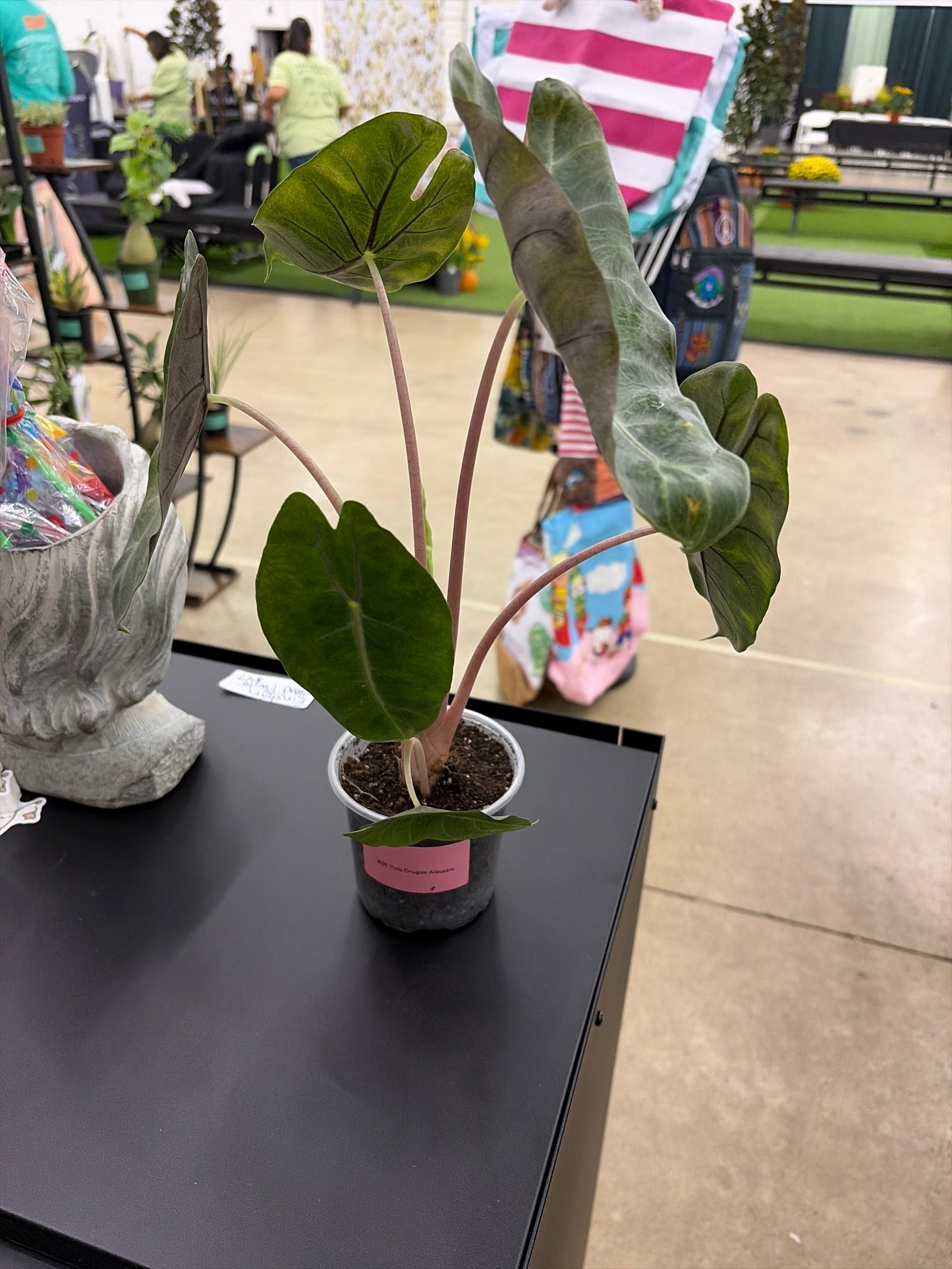 Alocasia Pink Dragon (85)