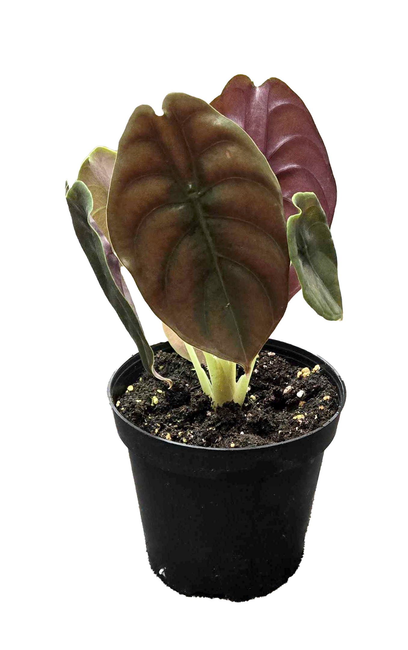 Alocasia Red Secret Cuprea 4"