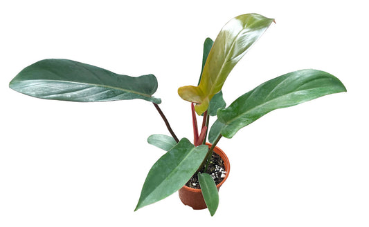 Philodendron Florida Bronze 4 inch in Grower Pot