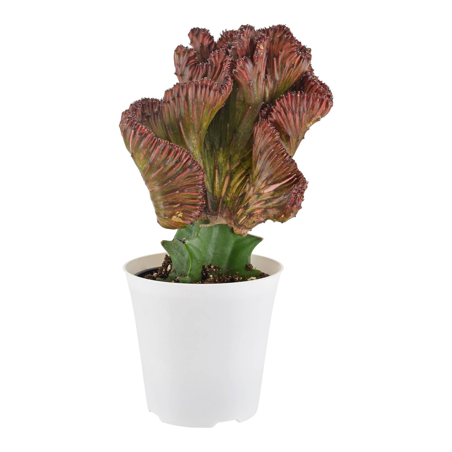 Cactus Mermaid Tail Red 4 inch Pot Cover