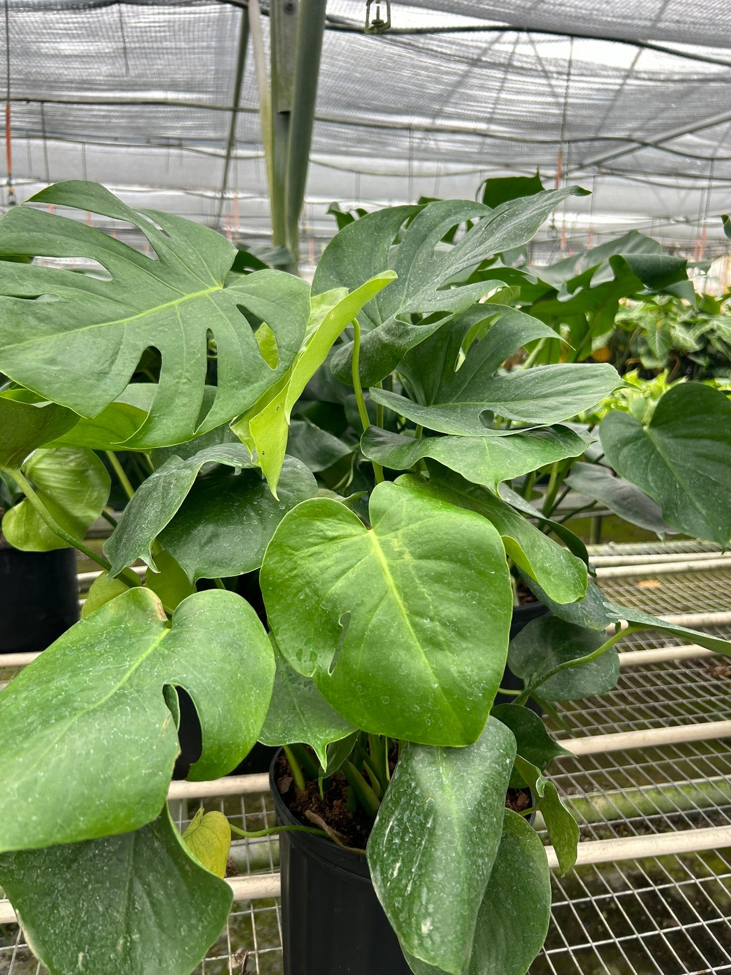 Monstera 'Split-Leaf'