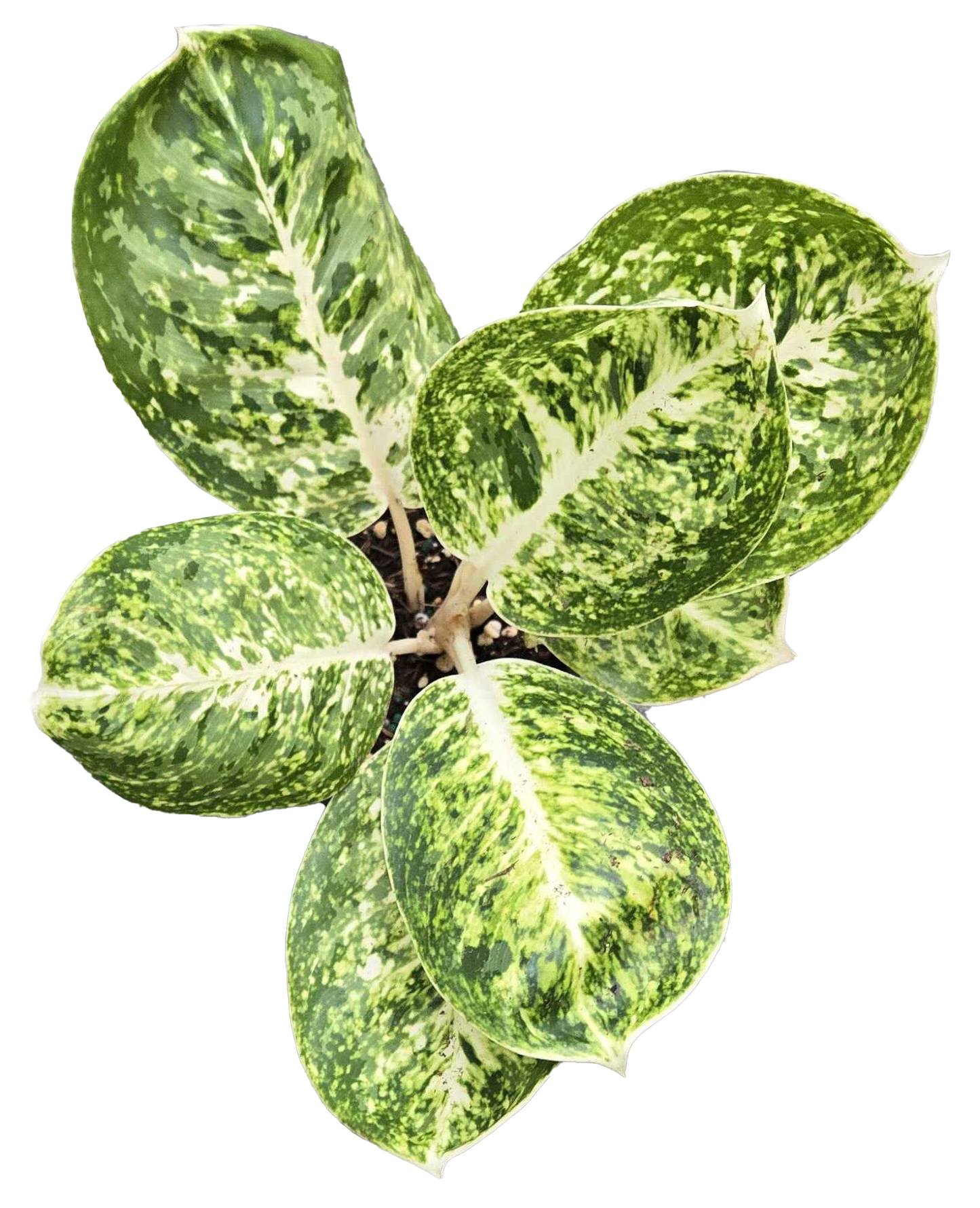 Aglaonema Green Papuma 4 inch Grower Pot