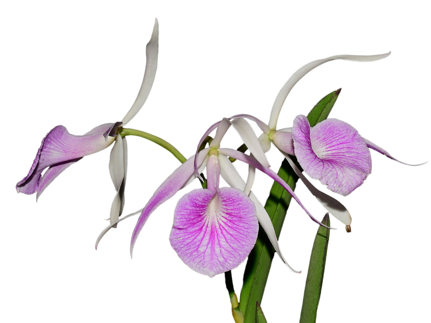 Brassocattleya Morning Glory rubra #14