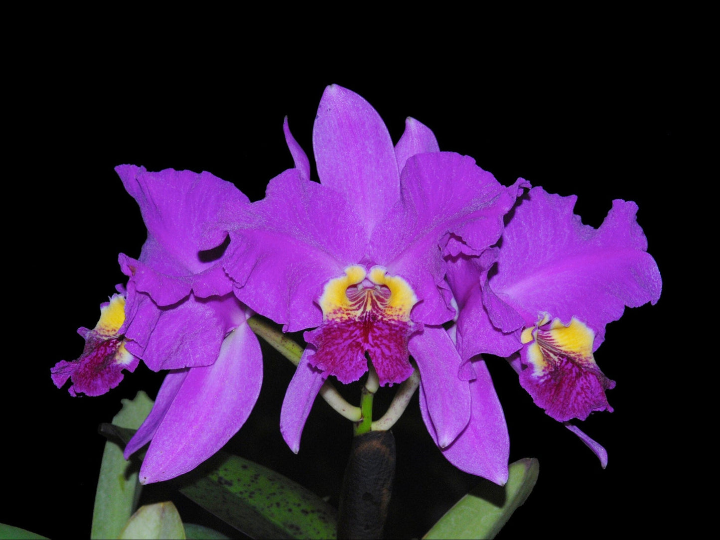 Cattleya lueddemanniana Rombito x 013