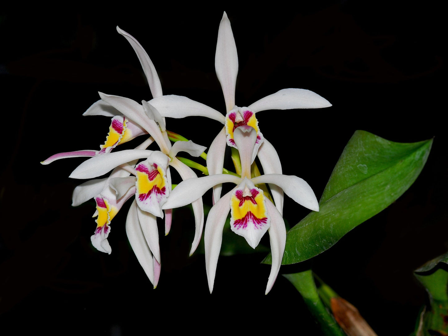 Cattleya iricolor