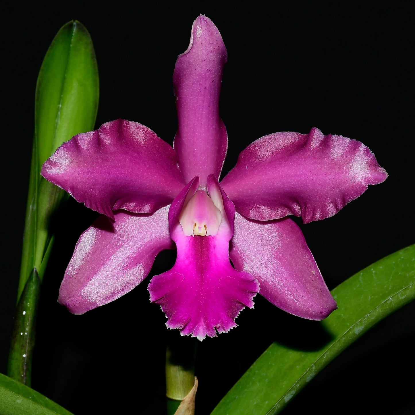 Laeliocattleya Michelle R. Aponte
