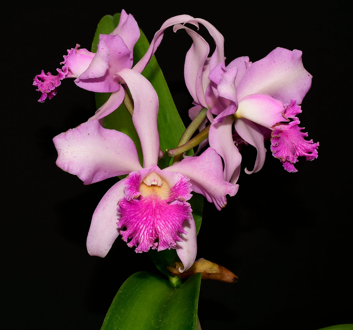 Cattleya Jorge Portilla