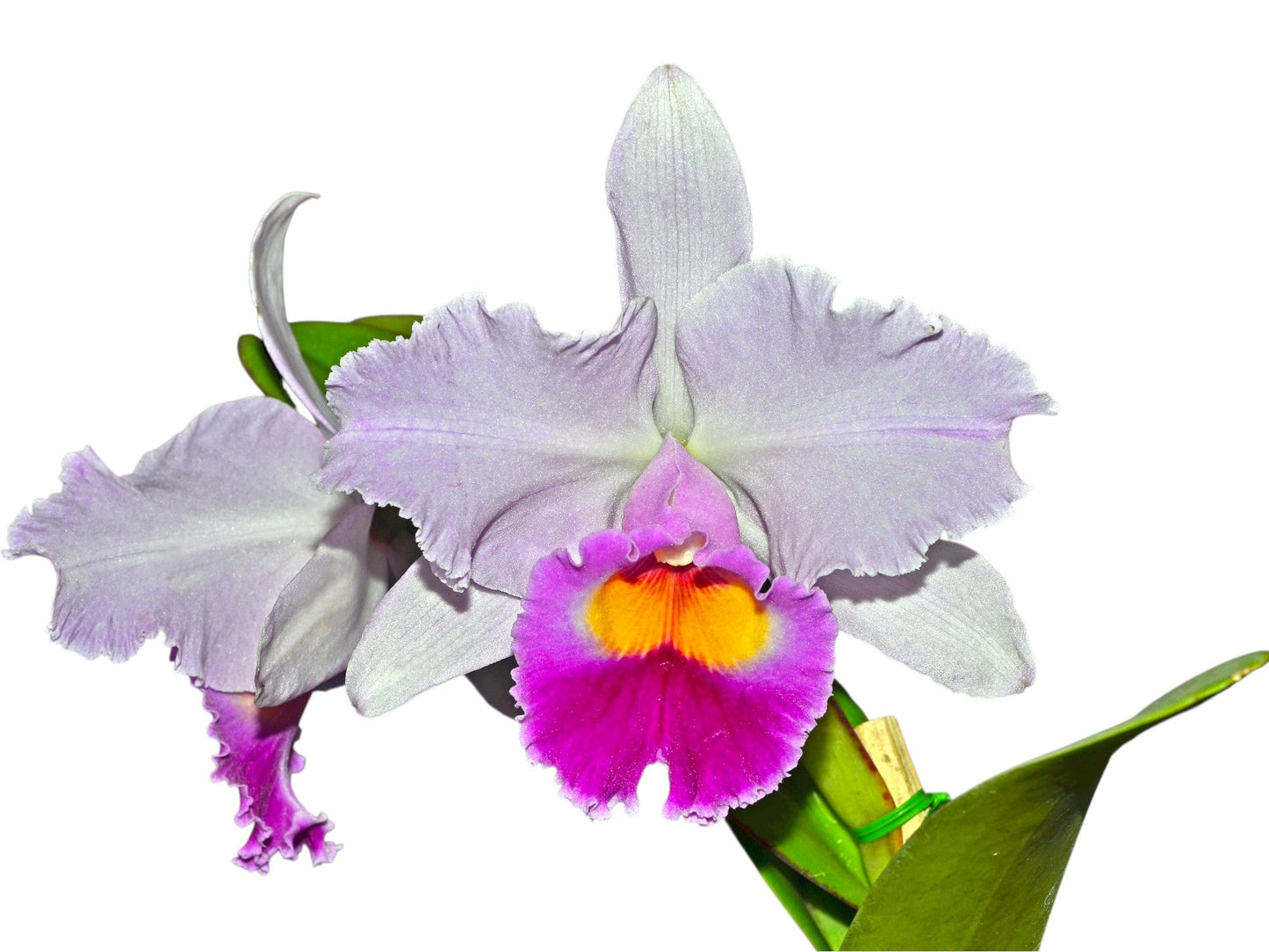 Cattleya Amanecer