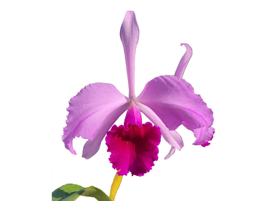 Cattleya C. G. Roebling (1895)