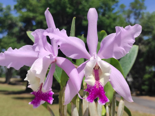 Cattleya Intermedia-Gigas