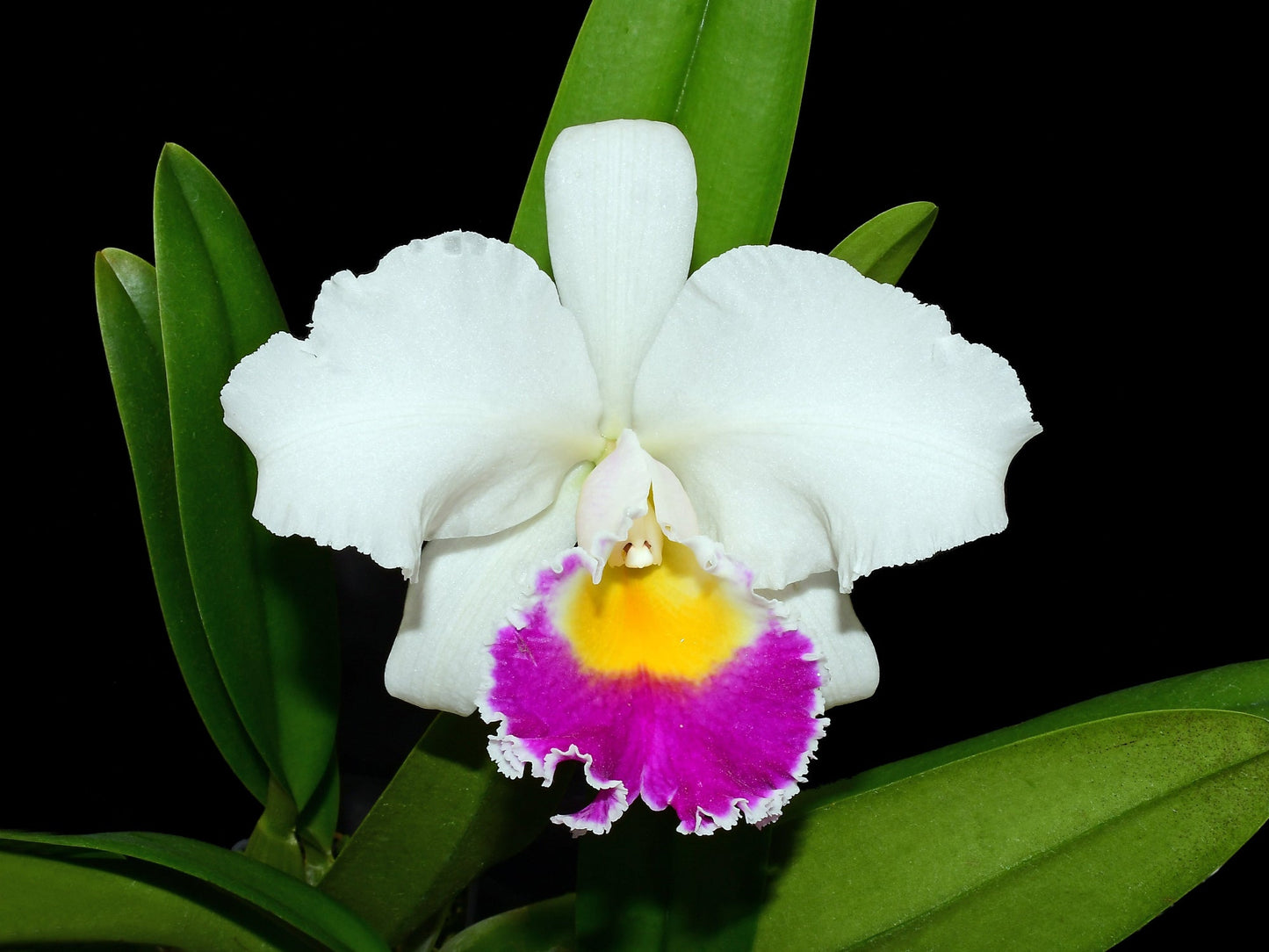 Cattleya Manuel Moran