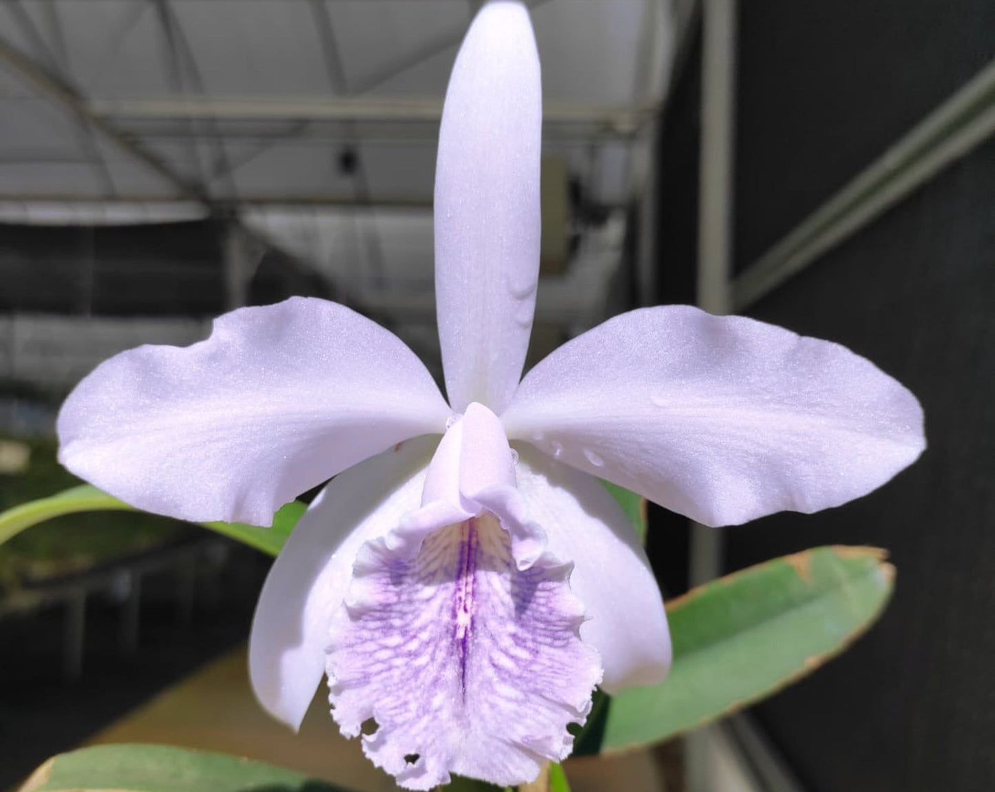 Cattleya Roque Sevilla