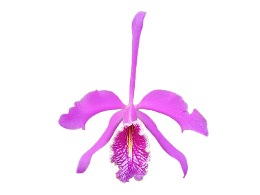 Cattleya maxima 'La Churonita'