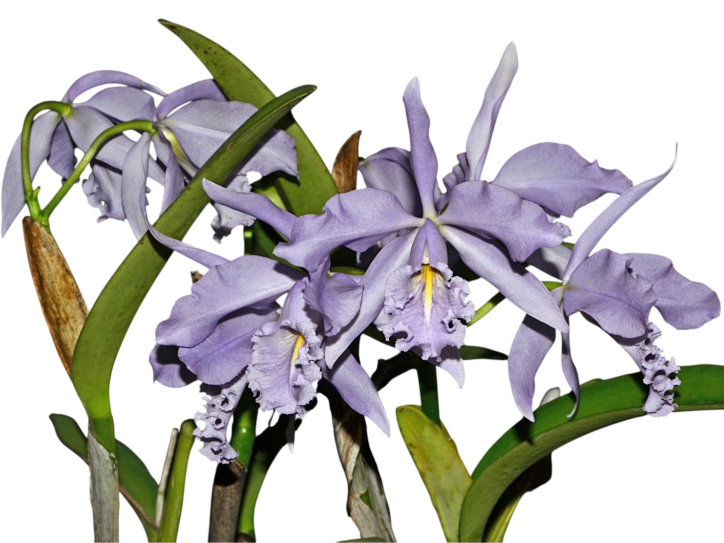 Cattleya maxima f. coerulea 'Ingrid' x f. coerulea 'Angelo'