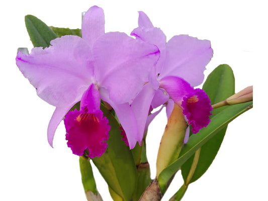Cattleya trianae 'Michael 7A' x 'Sangre de Toro Dark Lip'