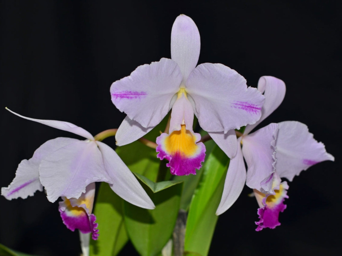 Cattleya trianae splash