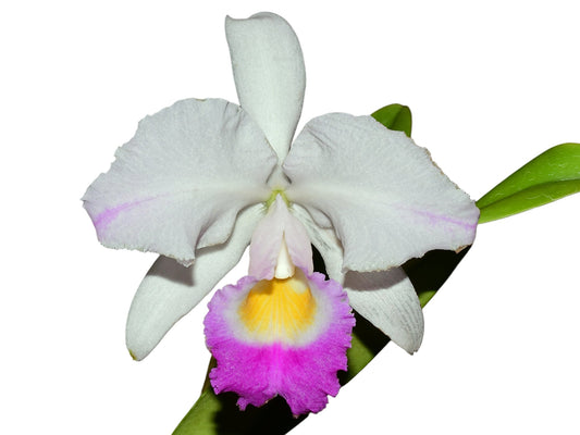 Cattleya trianae splash