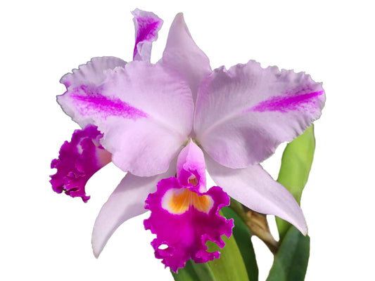 Cattleya trianae splash Real x splash