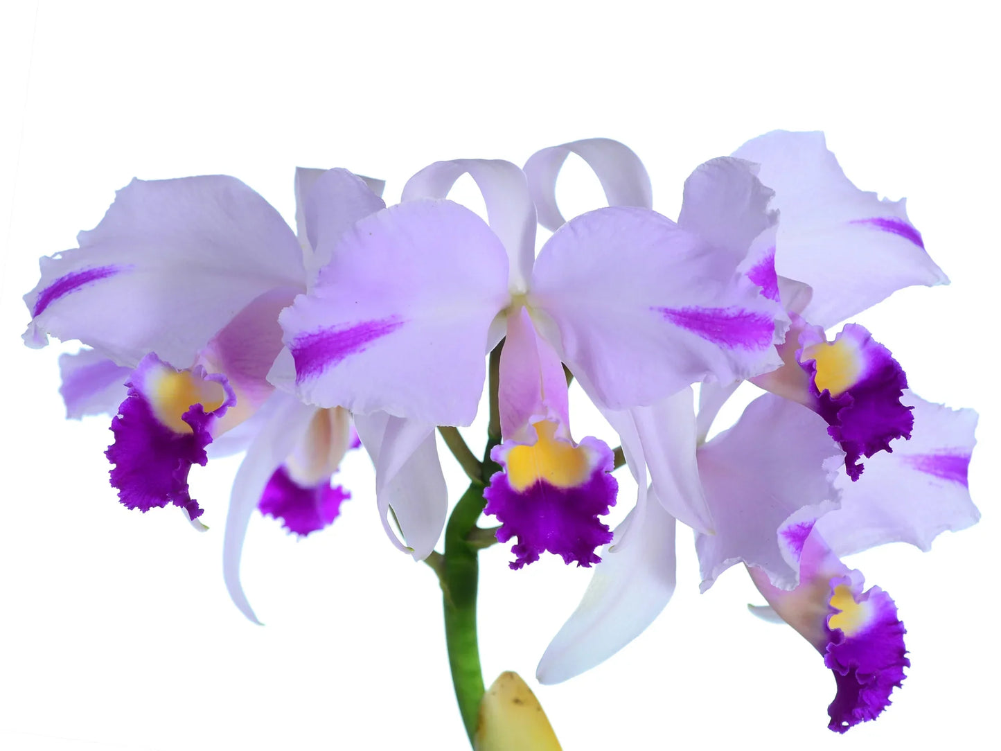 Cattleya trianae Cuencanita x Morlaquita Splash
