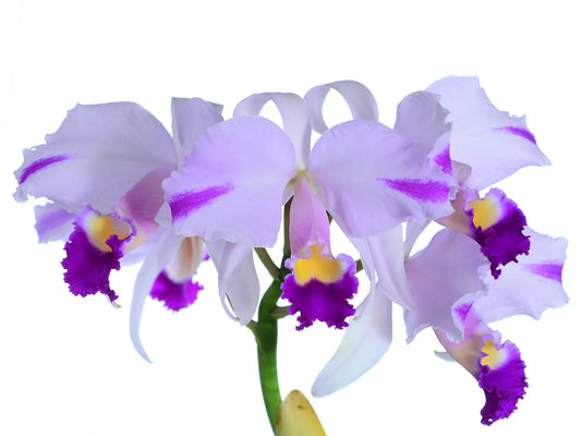 Cattleya trianae Cuencanita x Morlaquita Splash
