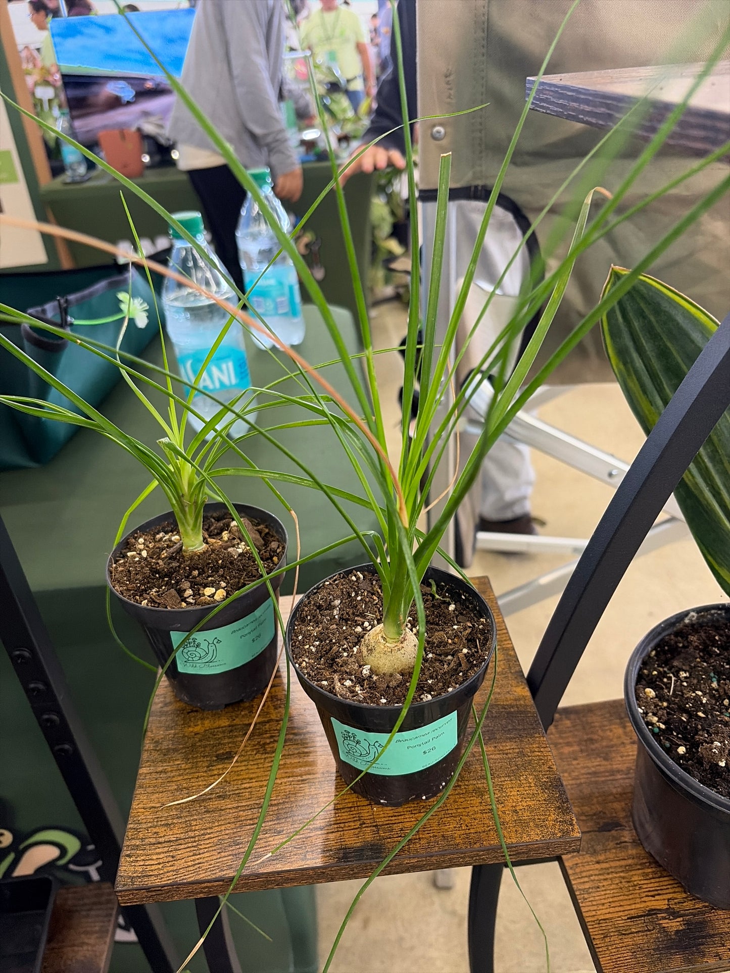 Ponytail Palm