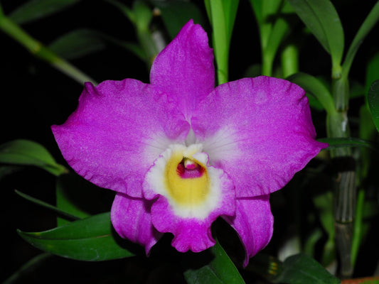 Dendrobium Lovely Virgin # 7 h00404