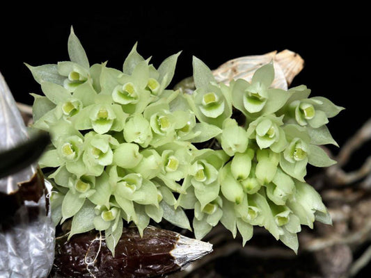 Dendrobium constrictum