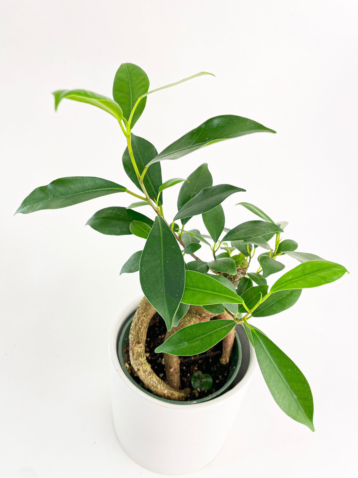 Ficus Microcarpa 'Moclame' Mini Bonsai Tree