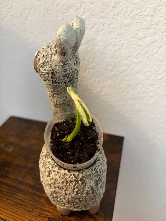 Dolly the Llama with a Mickey Mouse Alocasia