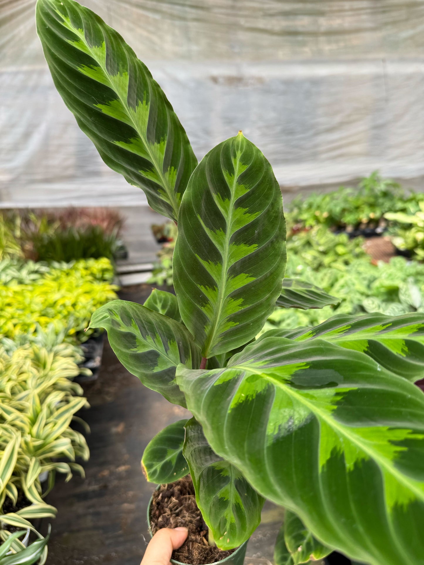 Calathea 'Warscewiczii'