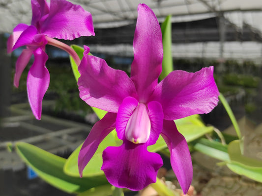 Laeliocattleya Uzhupud Garden