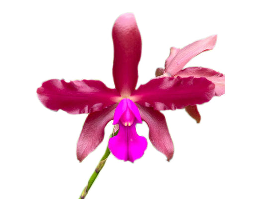 Laeliocattleya Eduardo Andrade