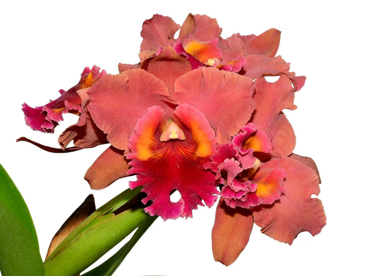 Rhyncholaeliocattleya Bob Crowder