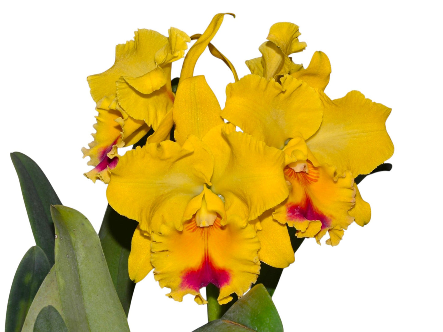 Rhyncholaeliocattleya Goldenzelle 'Lemon Chiffon'