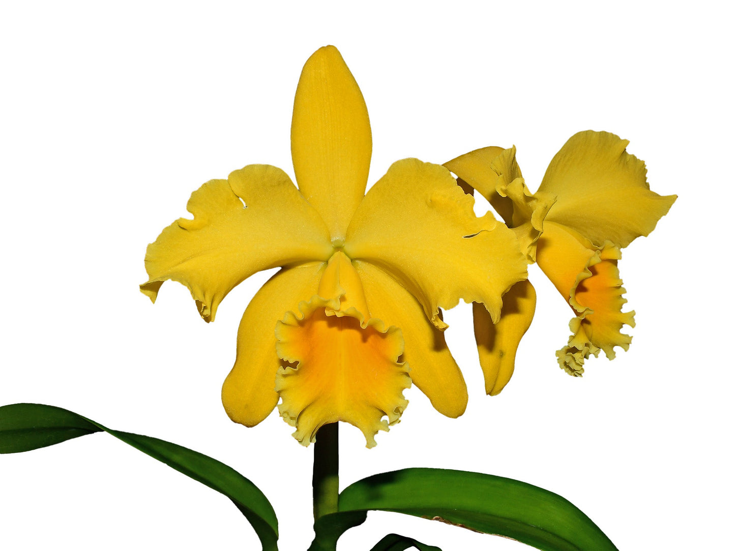 Rhyncholaeliocattleya Gladys Eljuri