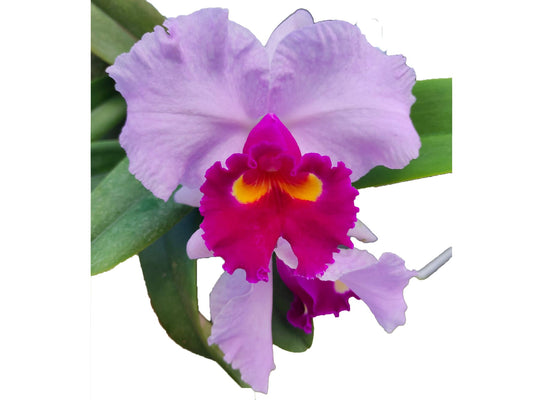 Rhyncholaeliocattleya Izumi Carol