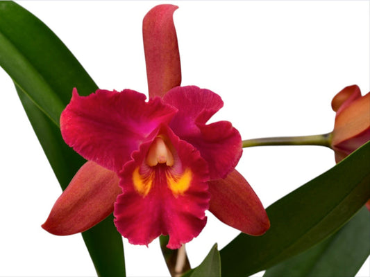 Rhyncholaeliocattleya Kiat Tan